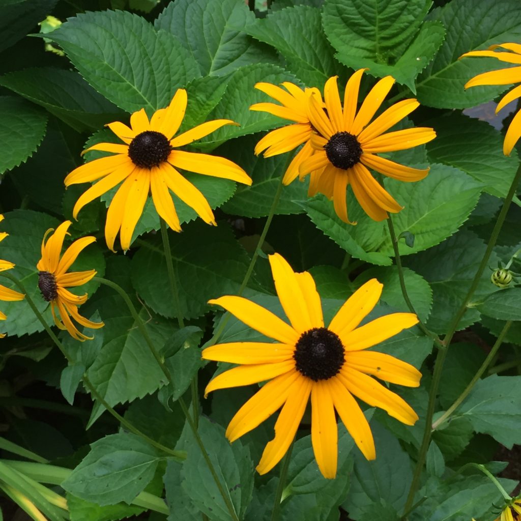 Black Eyed Susan card inspiration