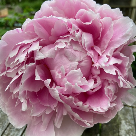 Download easy to assemble 3D Peony paper flowers